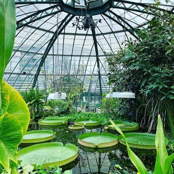 A picture containing tree, outdoor, greenhouse, plant

Description automatically generated
